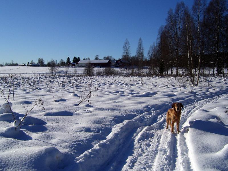 Torpgarden Oennerudsvaegen 56 Appartement Torsby Buitenkant foto
